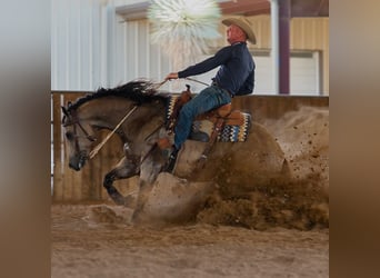 American Quarter Horse, Ruin, 9 Jaar, 157 cm, Buckskin