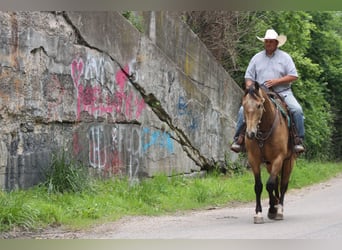 American Quarter Horse, Ruin, 9 Jaar, 157 cm, Buckskin