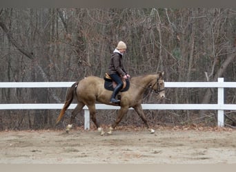 American Quarter Horse, Ruin, 9 Jaar, 157 cm, Champagne