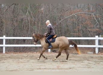 American Quarter Horse, Ruin, 9 Jaar, 157 cm, Champagne