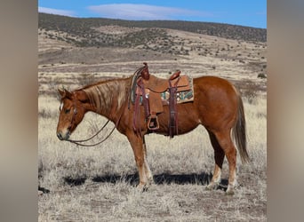 American Quarter Horse, Ruin, 9 Jaar, 157 cm, Donkere-vos