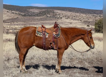 American Quarter Horse, Ruin, 9 Jaar, 157 cm, Donkere-vos