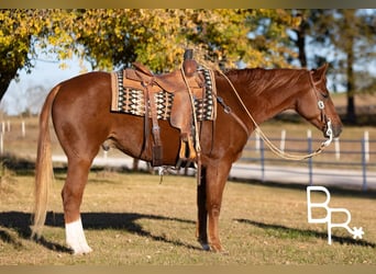 American Quarter Horse, Ruin, 9 Jaar, 157 cm, Donkere-vos