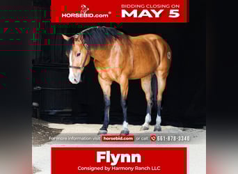American Quarter Horse, Ruin, 9 Jaar, 157 cm, Falbe