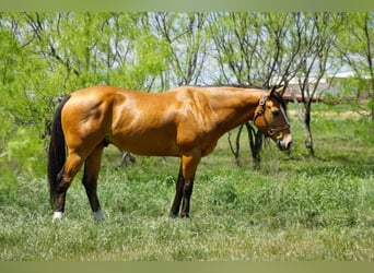 American Quarter Horse, Ruin, 9 Jaar, 157 cm, Falbe