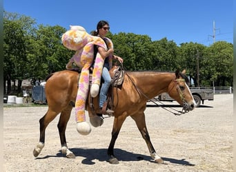 American Quarter Horse, Ruin, 9 Jaar, 157 cm, Falbe