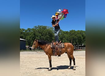 American Quarter Horse, Ruin, 9 Jaar, 157 cm, Falbe