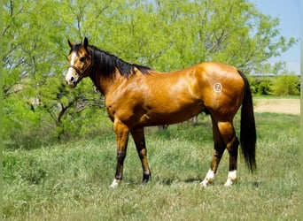 American Quarter Horse, Ruin, 9 Jaar, 157 cm, Falbe