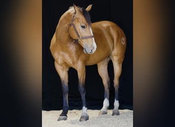 American Quarter Horse, Ruin, 9 Jaar, 157 cm, Falbe