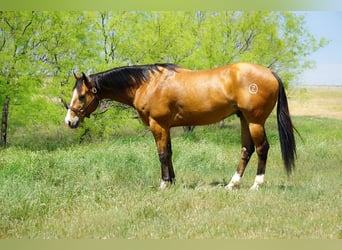 American Quarter Horse, Ruin, 9 Jaar, 157 cm, Falbe
