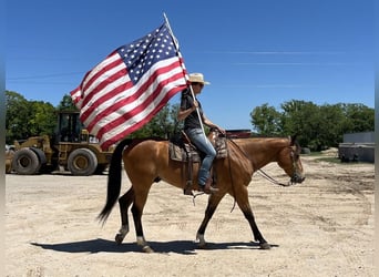 American Quarter Horse, Ruin, 9 Jaar, 157 cm, Falbe