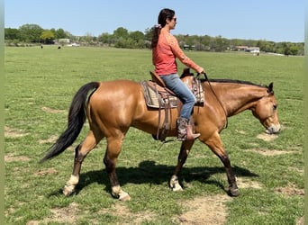 American Quarter Horse, Ruin, 9 Jaar, 157 cm, Falbe
