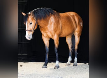 American Quarter Horse, Ruin, 9 Jaar, 157 cm, Falbe
