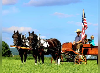 American Quarter Horse Mix, Ruin, 9 Jaar, 157 cm, Gevlekt-paard