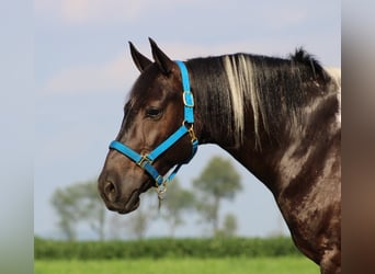 American Quarter Horse Mix, Ruin, 9 Jaar, 157 cm, Gevlekt-paard