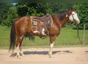 American Quarter Horse, Ruin, 9 Jaar, 157 cm, Overo-alle-kleuren