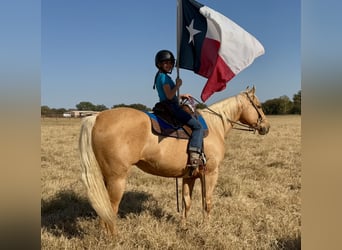 American Quarter Horse, Ruin, 9 Jaar, 157 cm, Palomino