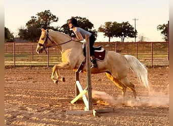 American Quarter Horse, Ruin, 9 Jaar, 157 cm, Palomino