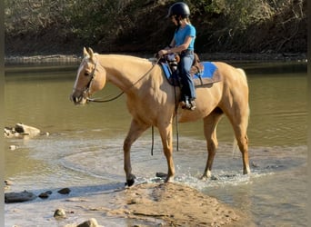 American Quarter Horse, Ruin, 9 Jaar, 157 cm, Palomino