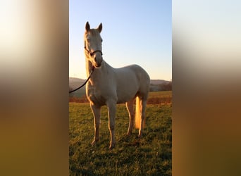 American Quarter Horse, Ruin, 9 Jaar, 157 cm, Perlino