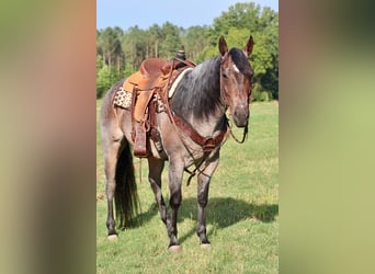 American Quarter Horse, Ruin, 9 Jaar, 157 cm, Roan-Bay