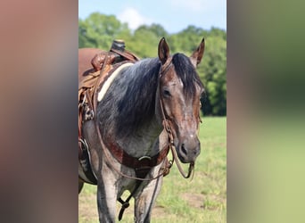 American Quarter Horse, Ruin, 9 Jaar, 157 cm, Roan-Bay