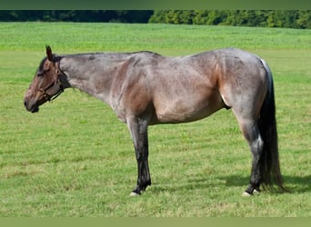 American Quarter Horse, Ruin, 9 Jaar, 157 cm, Roan-Bay