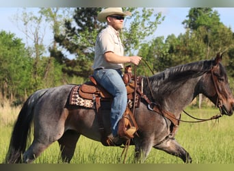 American Quarter Horse, Ruin, 9 Jaar, 157 cm, Roan-Bay