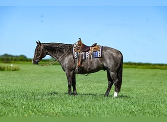 American Quarter Horse, Ruin, 9 Jaar, 157 cm, Roan-Blue