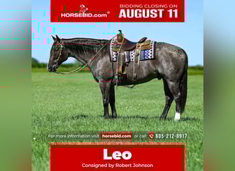 American Quarter Horse, Ruin, 9 Jaar, 157 cm, Roan-Blue