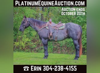 American Quarter Horse, Ruin, 9 Jaar, 157 cm, Roan-Blue