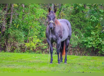 American Quarter Horse, Ruin, 9 Jaar, 157 cm, Roan-Blue