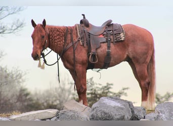 American Quarter Horse, Ruin, 9 Jaar, 157 cm, Roan-Red