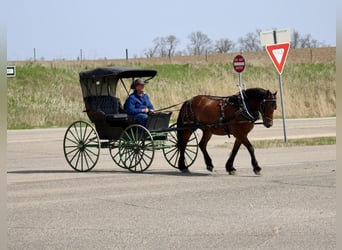 American Quarter Horse Mix, Ruin, 9 Jaar, 157 cm, Roodbruin