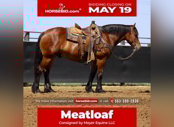 American Quarter Horse Mix, Ruin, 9 Jaar, 157 cm, Roodbruin