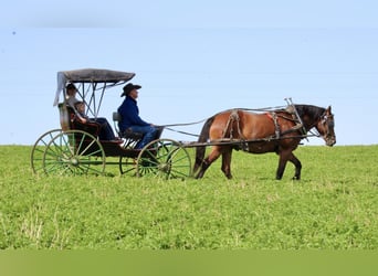 American Quarter Horse Mix, Ruin, 9 Jaar, 157 cm, Roodbruin