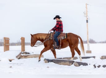 American Quarter Horse, Ruin, 9 Jaar, 157 cm, Roodvos