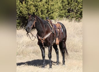 American Quarter Horse, Ruin, 9 Jaar, 157 cm, Zwart