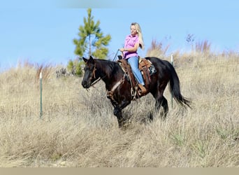 American Quarter Horse, Ruin, 9 Jaar, 157 cm, Zwart