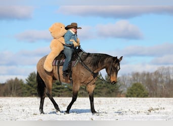 American Quarter Horse, Ruin, 9 Jaar, 160 cm, Buckskin