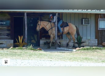 American Quarter Horse, Ruin, 9 Jaar, 160 cm, Buckskin