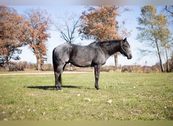 American Quarter Horse, Ruin, 9 Jaar, 160 cm, Roan-Blue