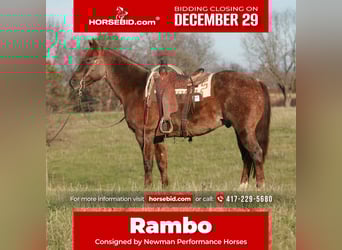 American Quarter Horse, Ruin, 9 Jaar, 160 cm, Roan-Red