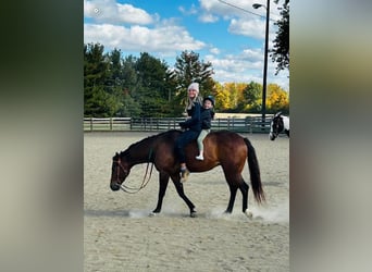 American Quarter Horse, Ruin, 9 Jaar, 160 cm, Roodbruin