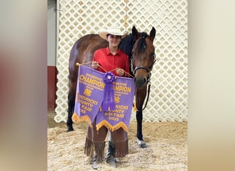 American Quarter Horse, Ruin, 9 Jaar, 160 cm, Roodbruin