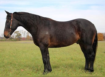 American Quarter Horse, Ruin, 9 Jaar, 160 cm, Roodbruin