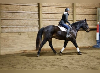 American Quarter Horse, Ruin, 9 Jaar, 160 cm, Roodbruin