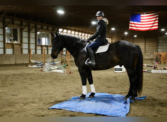 American Quarter Horse, Ruin, 9 Jaar, 160 cm, Roodbruin