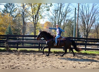 American Quarter Horse, Ruin, 9 Jaar, 160 cm, Roodbruin