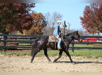 American Quarter Horse, Ruin, 9 Jaar, 160 cm, Roodbruin